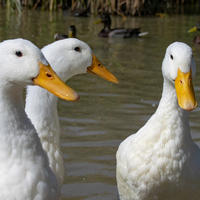 Pekin Aylesbury Ducks